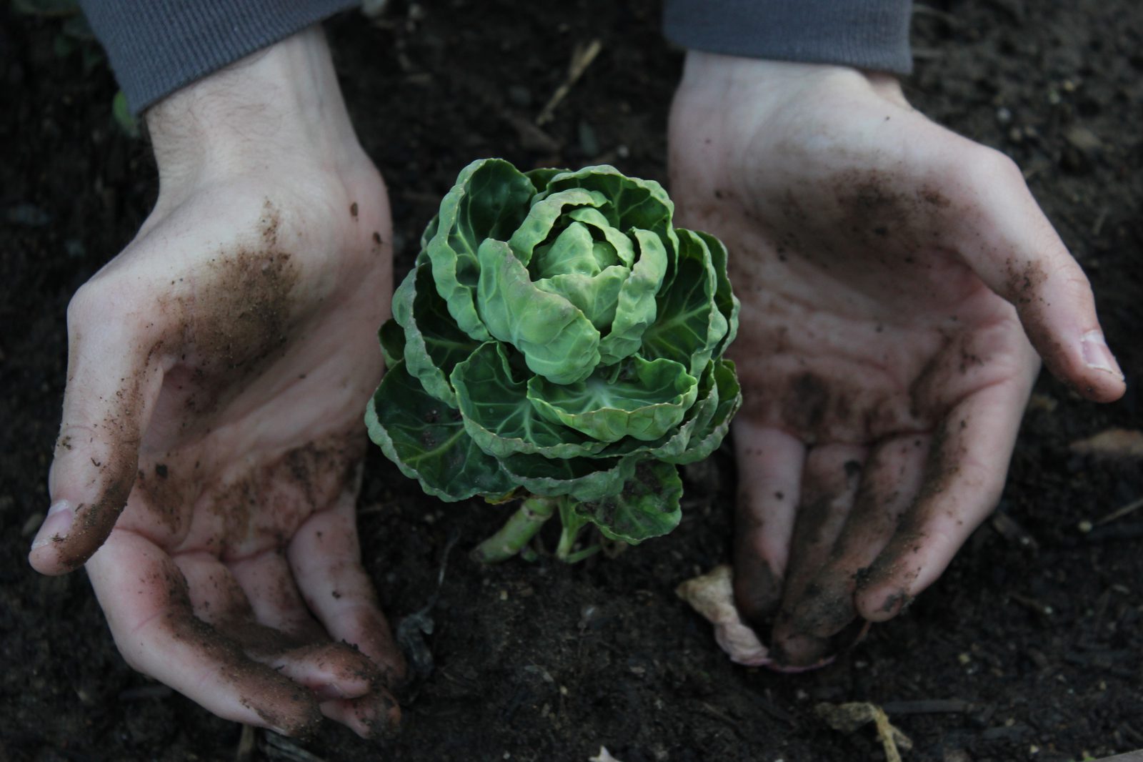 Hands holding a seedling — Benton Chuter