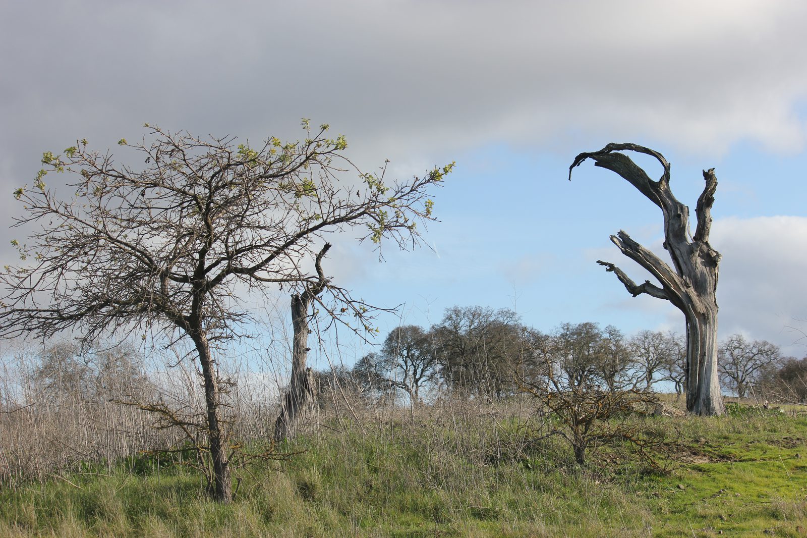 Conservation photograph by Benton Chuter