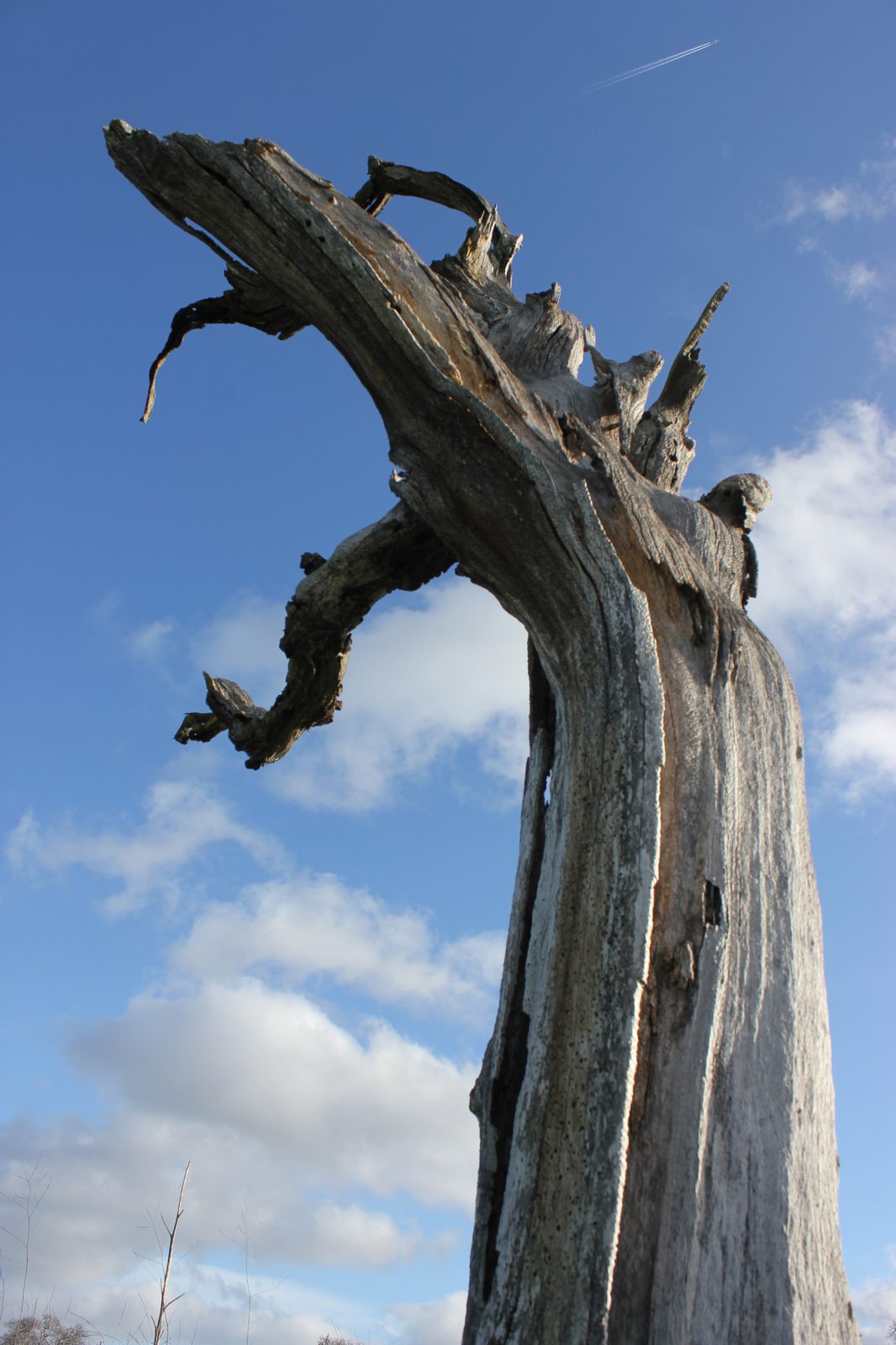 Conservation photograph by Benton Chuter