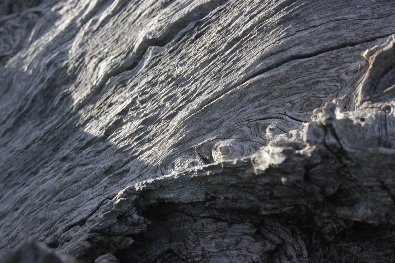Conservation photograph by Benton Chuter
