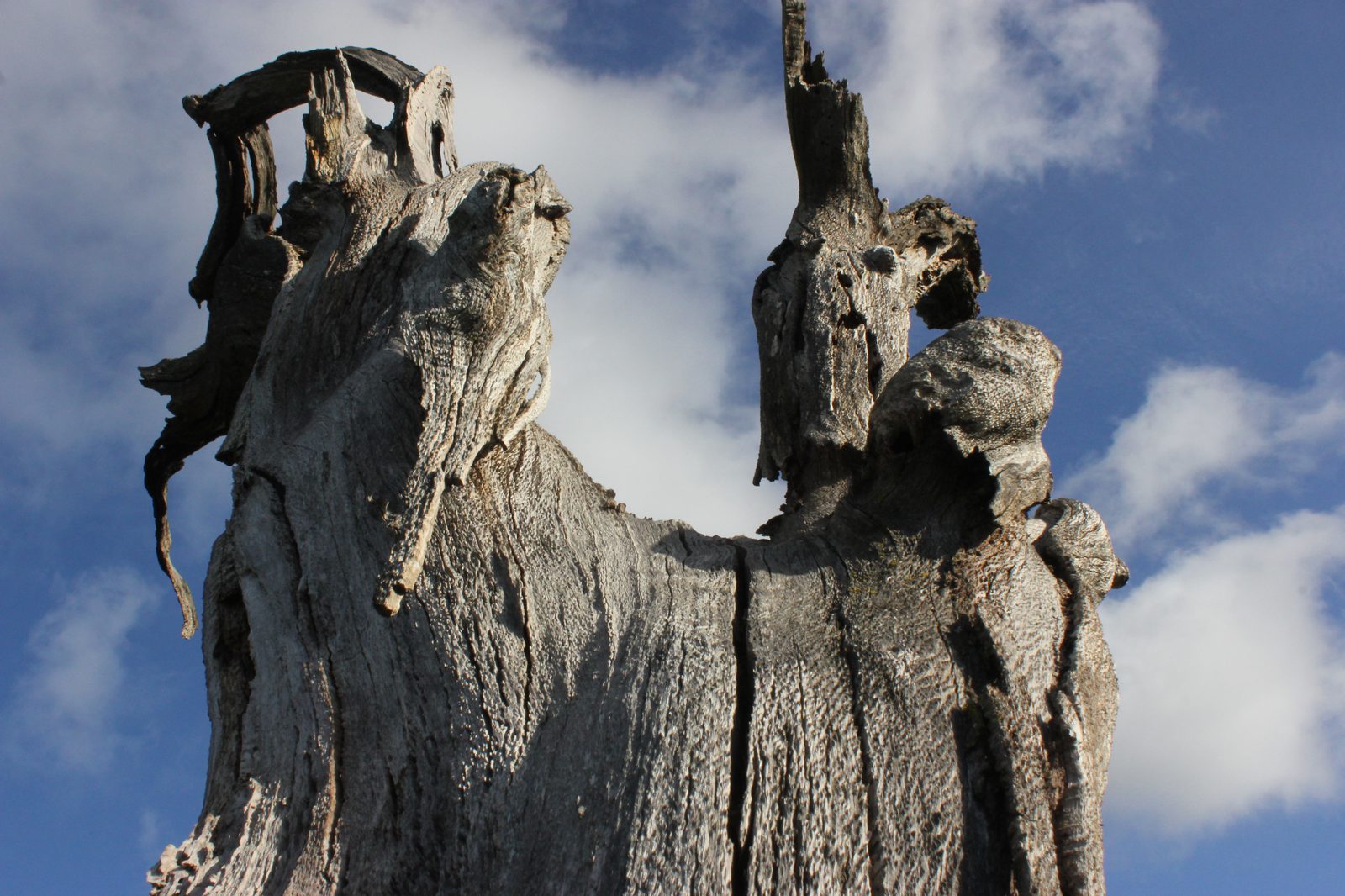 Conservation photograph by Benton Chuter