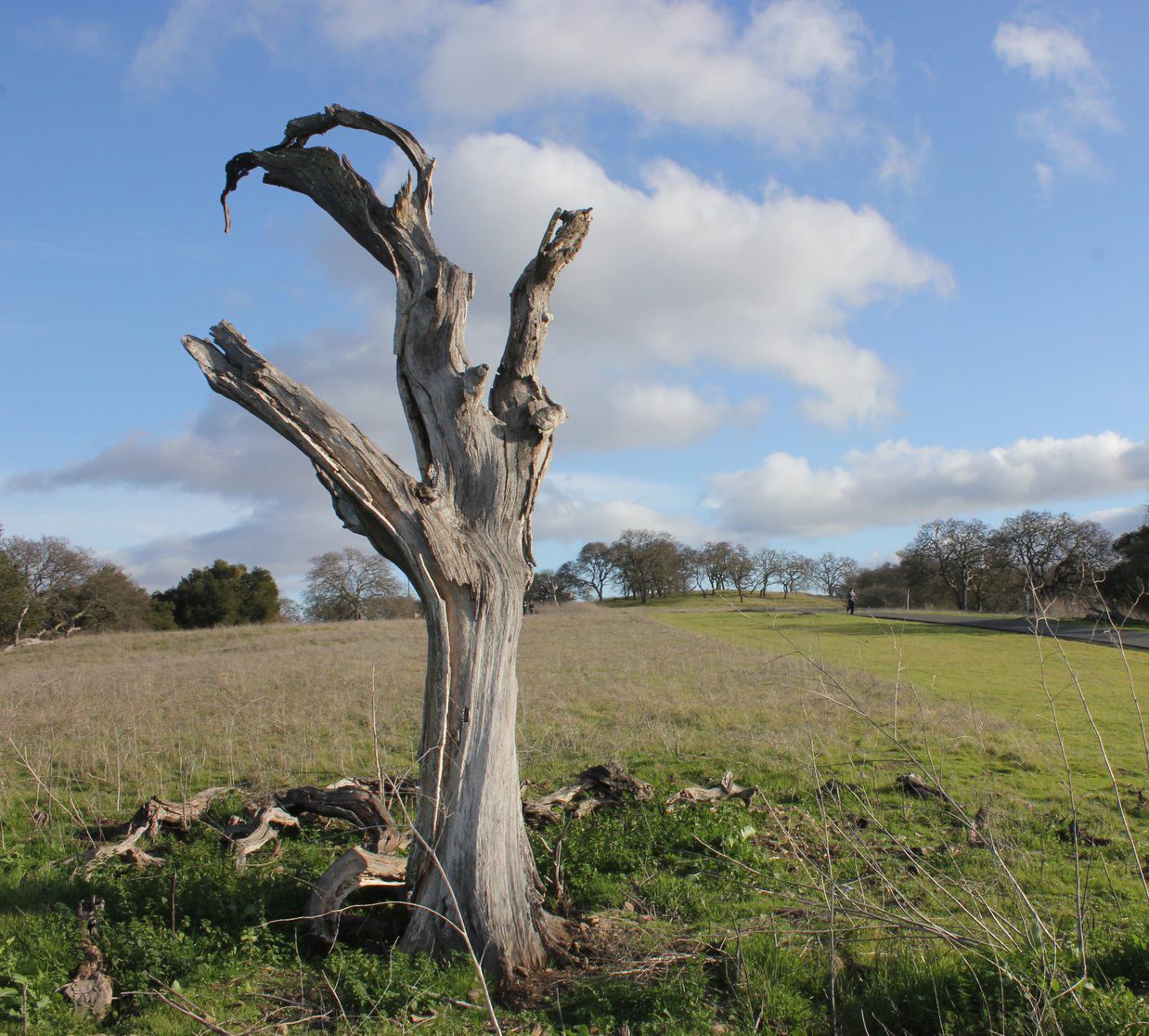 Conservation photograph by Benton Chuter