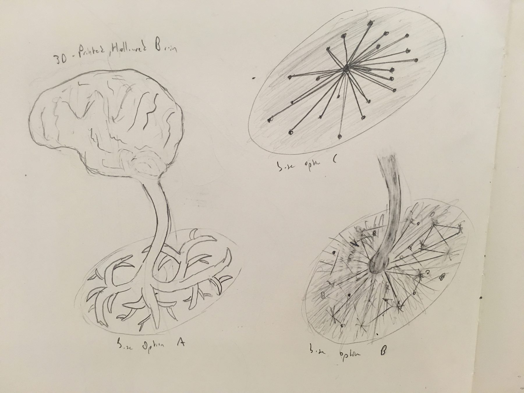 Brain