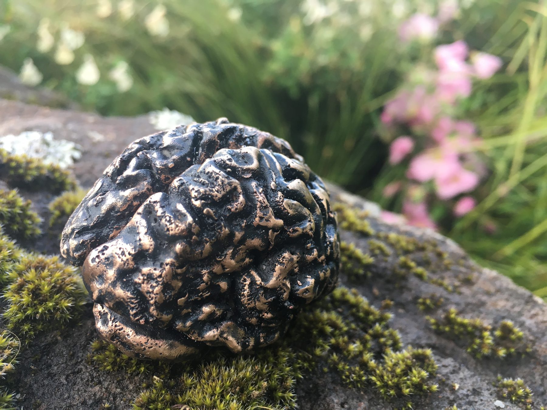 Brain