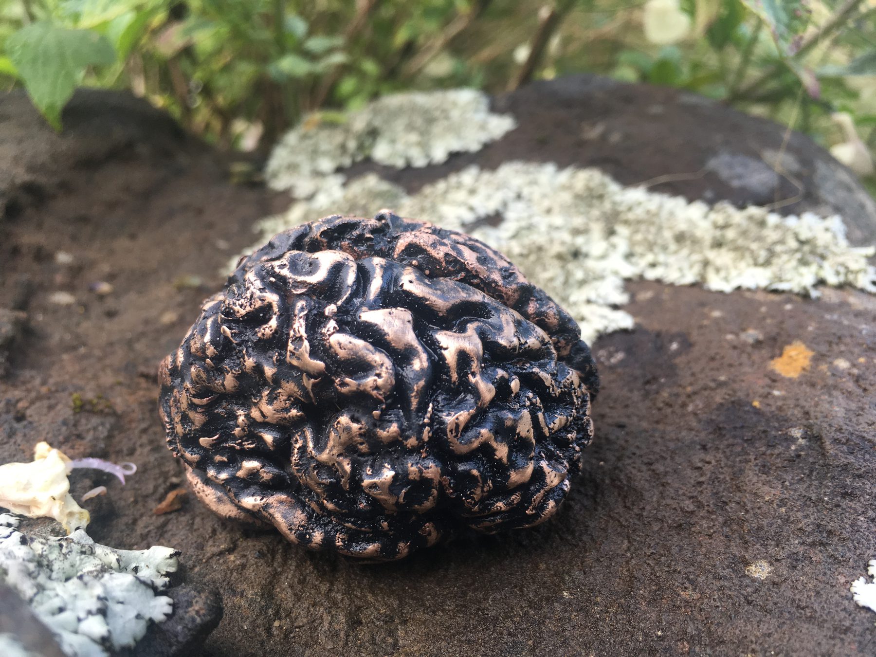 Brain