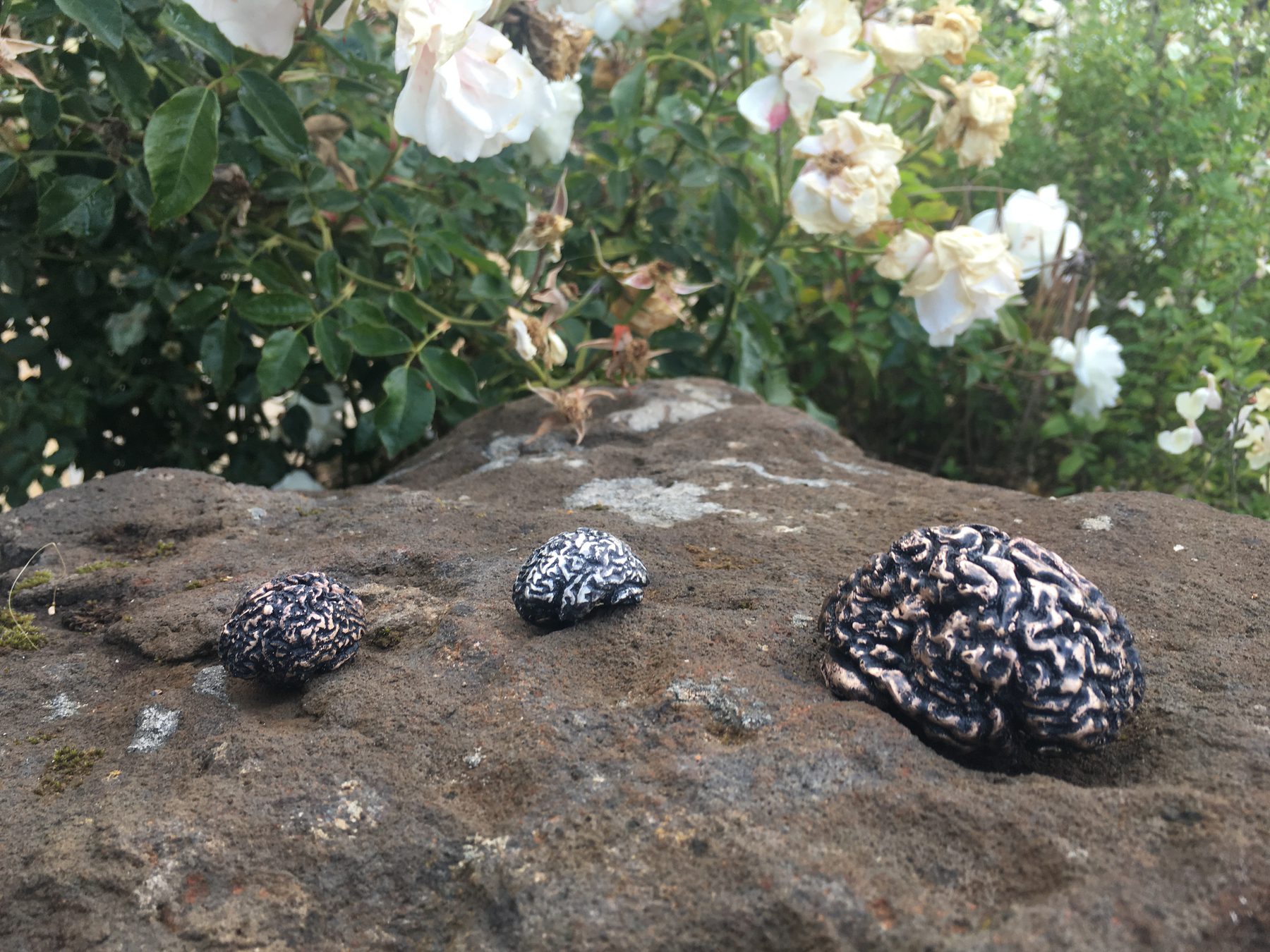 Brain